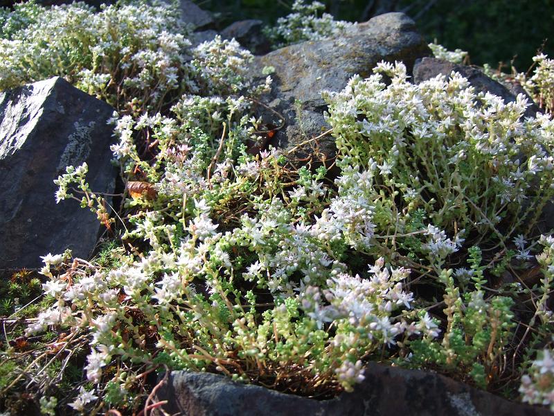 2008_07140015.jpg - fleurs