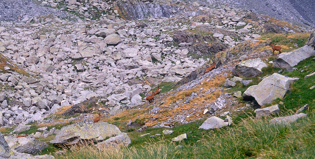1998-08-658-659_.jpg - Paderna - isards